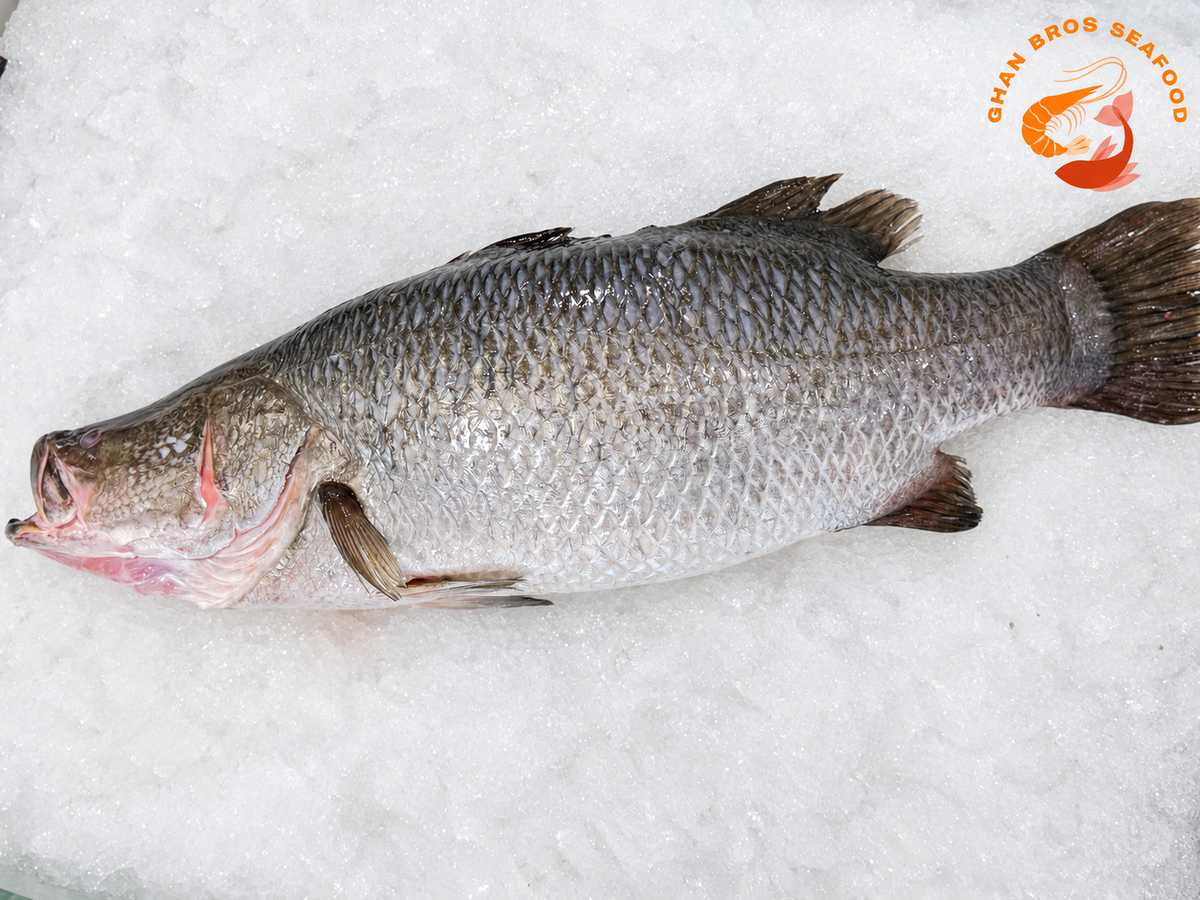 XL Barramundi