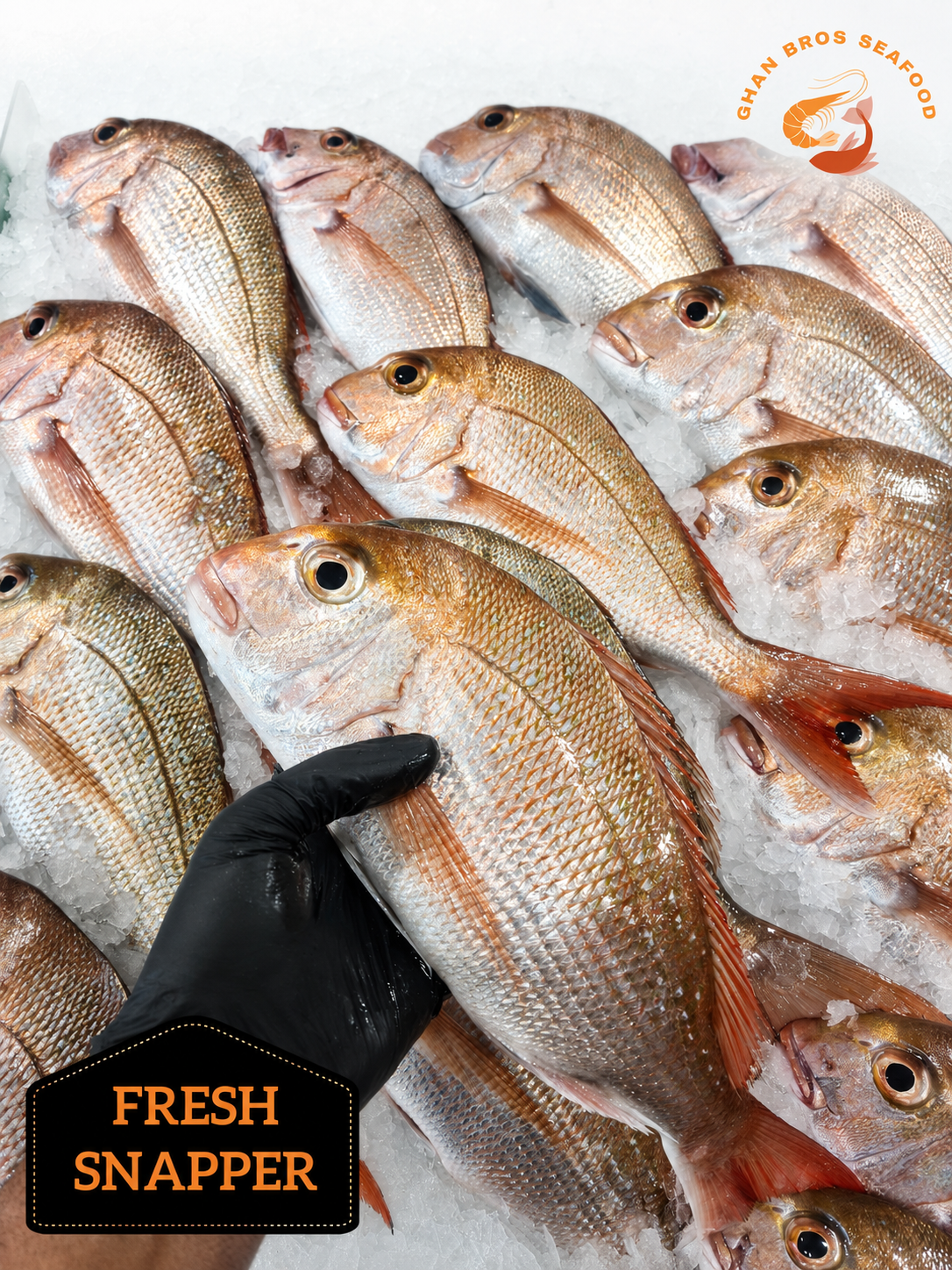 L Pink Snapper