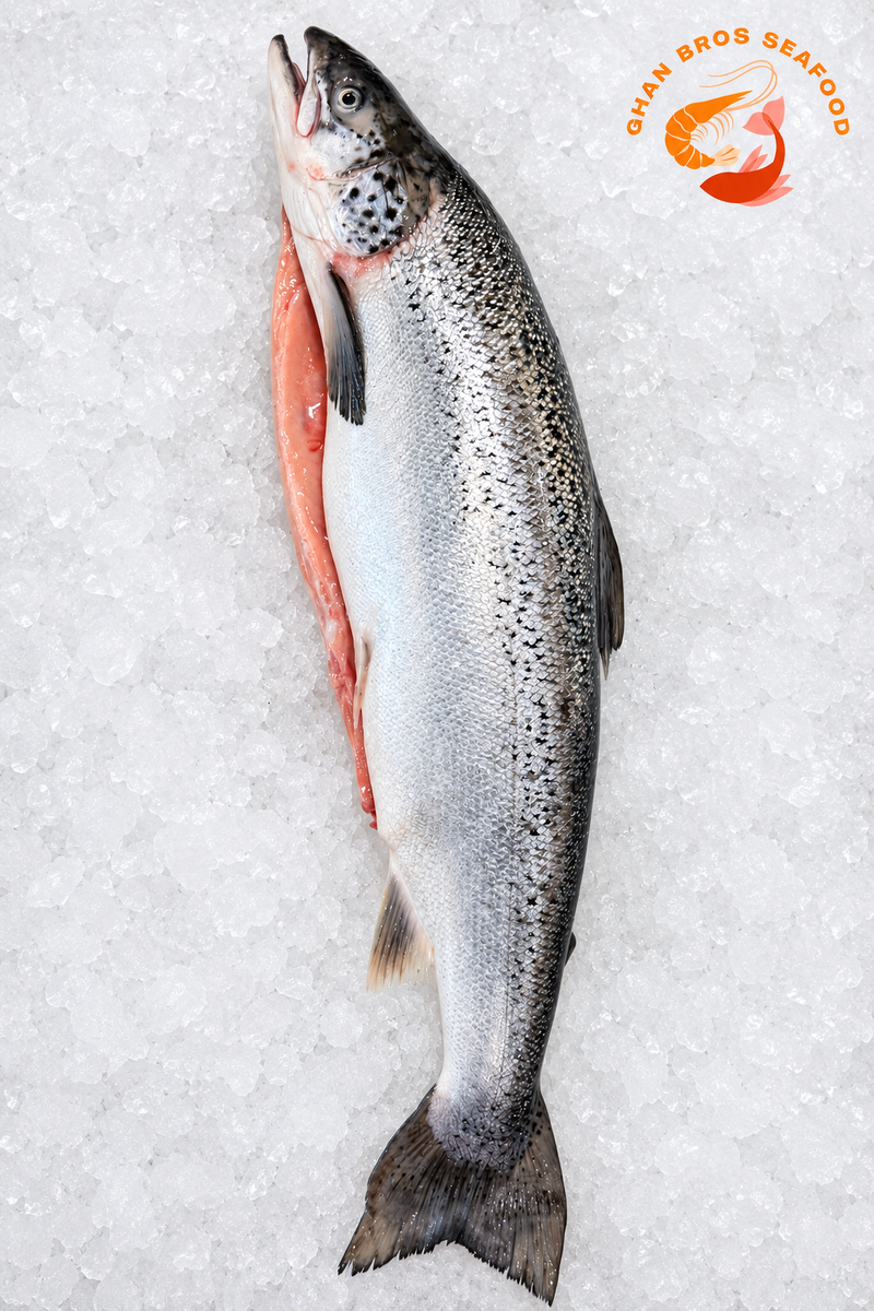 Salmon