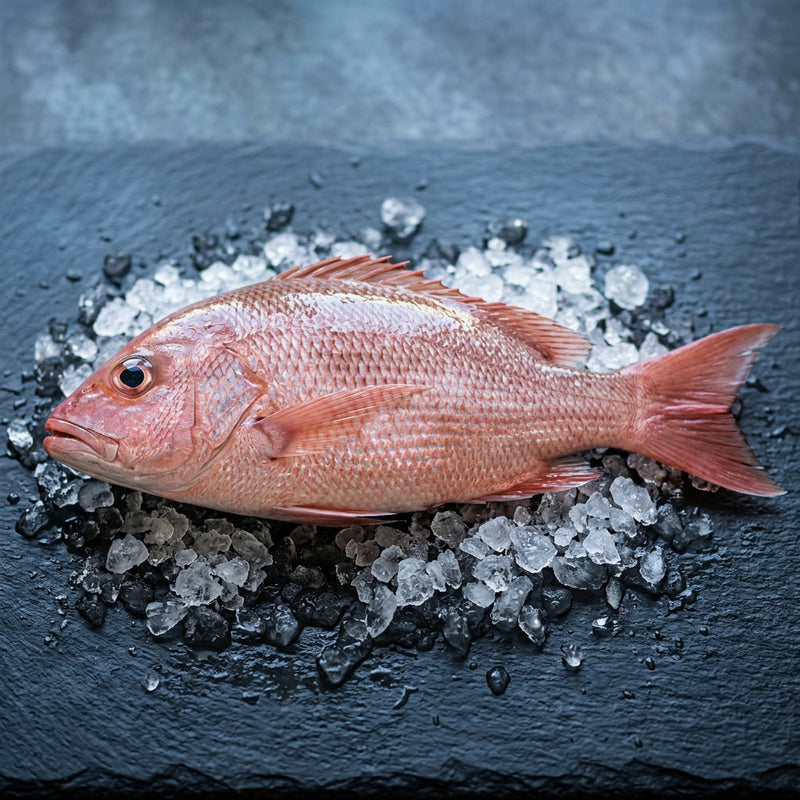 Crimson Snapper on crushed ice at Ghan Bros Seafood, Fyshwick