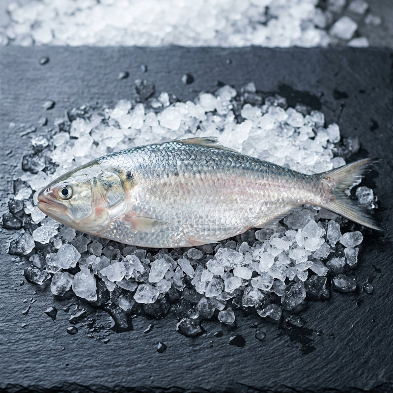 Hilsa on crushed ice at Ghan Bros Seafood, Fyshwick
