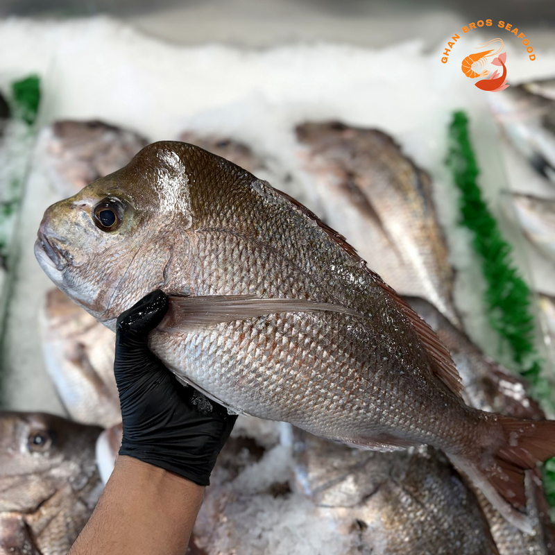 XL pink Snapper