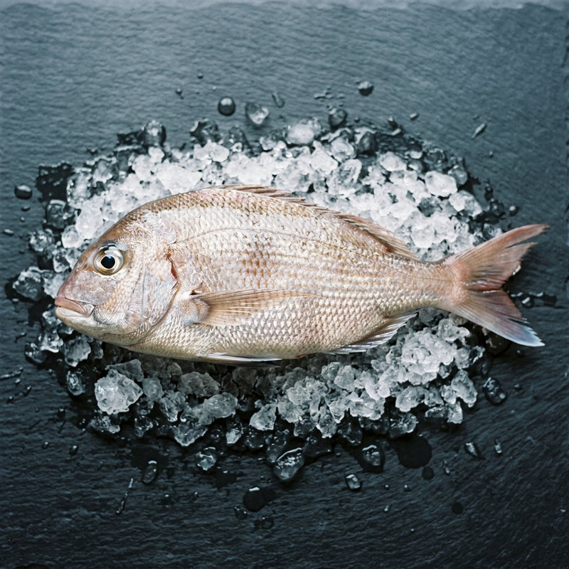 NZ Snapper on crushed ice at Ghan Bros Seafood, Fyshwick