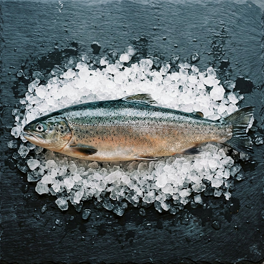 Ocean Trout on crushed ice at Ghan Bros Seafood, Fyshwick