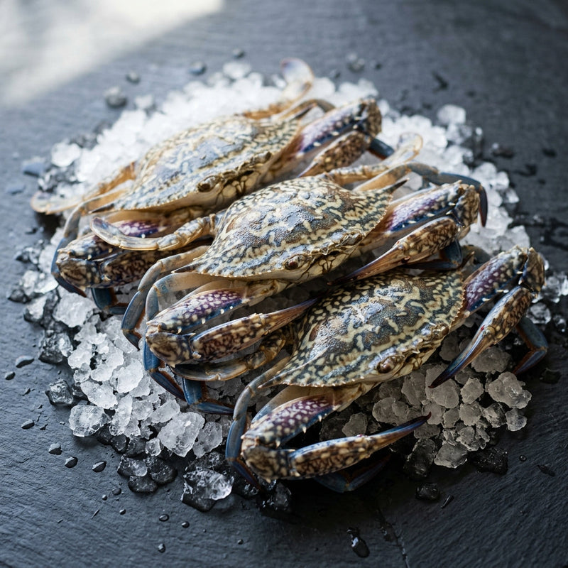 Raw Female Blue Swimmer Crab on crushed ice at Ghan Bros Seafood, Fyshwick
