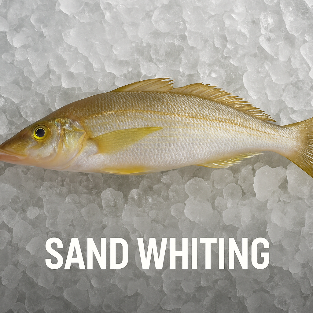 Sand Whiting